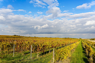 Naklejka premium Weingarten im Herbst