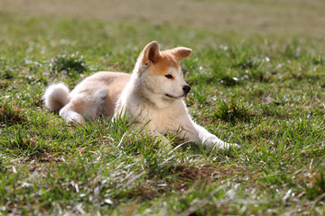 Naklejka na ściany i meble Young Akita dog laying in the grass