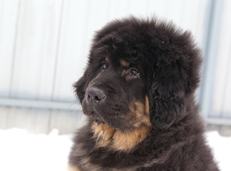 Fototapeta premium Portrait of a Tibetan Mastiff puppy