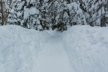 Beautiful snow walkway with snow covered trees.
