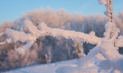 Ветка в инее