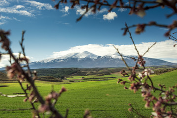 In the background the peak of Moncayo natural park III