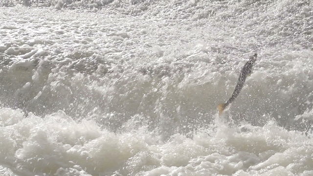 Salmon Jumping Over Weir In River Rapids. Shot in slow Motion for super action shots of the fish leaping.