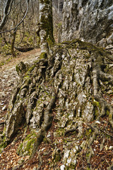 tree with roots in rock mountain