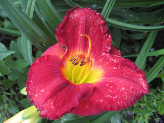 macrofilming of the growing flower of a day lily Hemerocallis