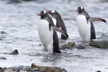 Gentoo Penguins at Paradise Harbour, Antarctica.