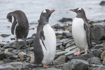 Obraz premium Gentoo Penguins at Paradise Harbour, Antarctica.
