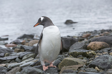 Gentoo Penguin at Paradise Harbour, Antarctica.
