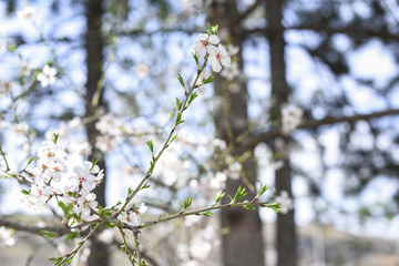 Obraz premium Flowers