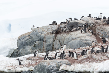 Gentoo Penguins at Paradise Harbour, Antarctica.