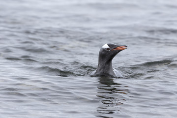 Swimming Gentoo Penguin at Paradise Harbour, Antarctica.