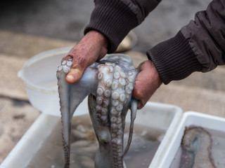 fresh calamary - delicacy in Apulia