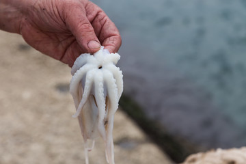 fresh calamary - delicacy in Apulia