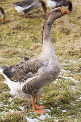 Goose and geese
