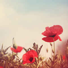 poppy flowers retro stylized image