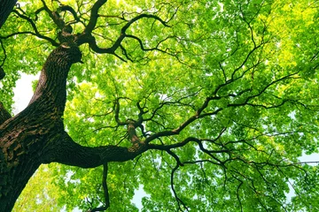 Gordijnen machtige boom met groene bladeren © SergeyIT
