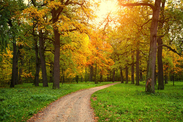 fall season in park with pathway