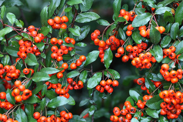 red pyracantha berries with wet leaves