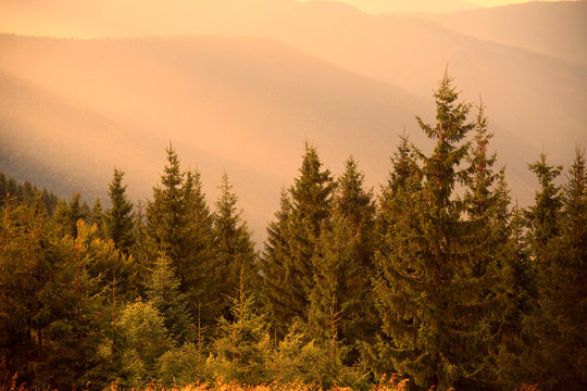 Pine trees in warm sun light and misty hills