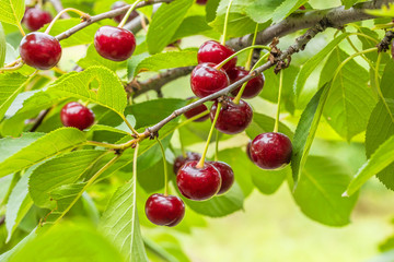 Burgundy cherries on a branch with leaves, close up