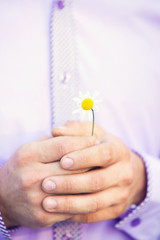 small camomile in the man's hands