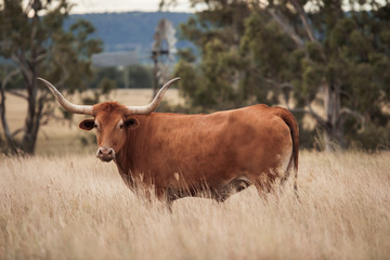 Longhorn cow in the paddock during the afternoon in Queensland