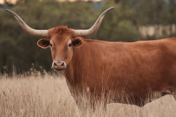 Abwaschbare Fototapete Kuh Longhorn-Kuh auf der Koppel am Nachmittag in Queensland