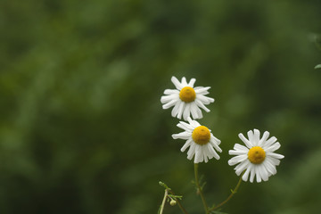 Fototapeta premium chamomile flowers