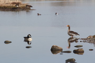 Graugans und Kanadagans