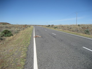 Fototapeta na wymiar Totes Känguru auf der Strasse im Outback