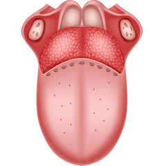 Fototapeta premium Illustration of Human Tongue Anatomy 