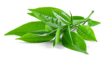 Green tea leaf isolated on white background