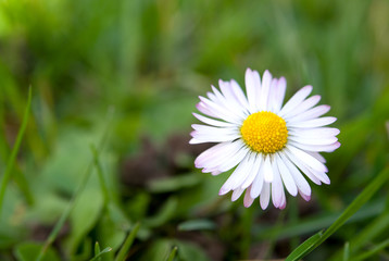 Fototapeta premium Gänseblümchen