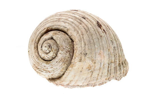 Helmet sea shell - Tonna Galea or Tun Shell. Empty house of a se