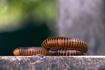 millipede climb on the wall
