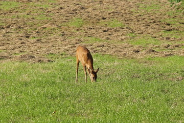Äsendes Reh auf der Wiese