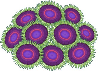 Zoanthus  © Kazakova Maryia