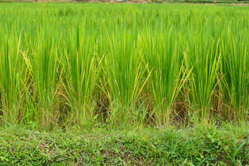 Green Rice Field