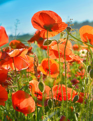 Poppies © denis_333