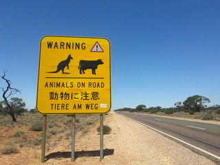 Warnschild Känguru und Kuh in Outback, Australien