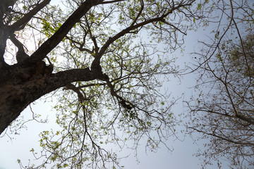 Details of tree branches and leaves.