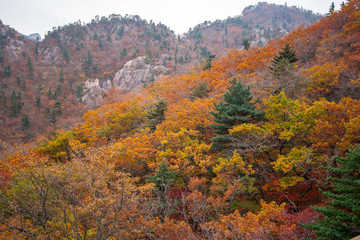 Autumn forest with a little haze on background