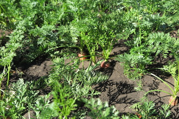 Garden carrot (Daucus) in the summer garden bed