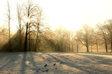 winter sunshine/ winter sun shining throught the trees in a forest in the Netherlands