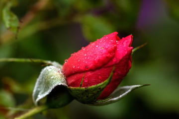 The red rose blossoming in a summer garden. 