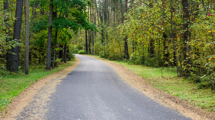 The road passes through the autumn forest