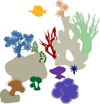 Coral reef. Colorful silhouettes