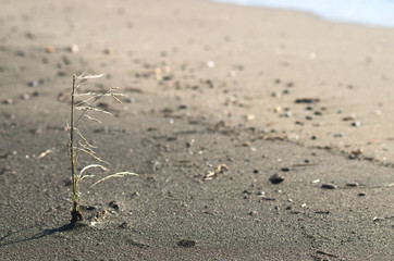 Seeding on the sand