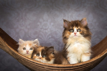 Drei Katzenbabys sitzen aneinader gekuschelt in einer Palmenblattschale vor einem Vintage Hintergrund