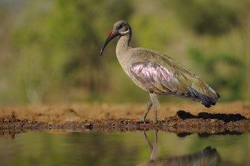 Hadeda Ibis (Bostrychia hagedash) . kwazulu Natal, South Africa 